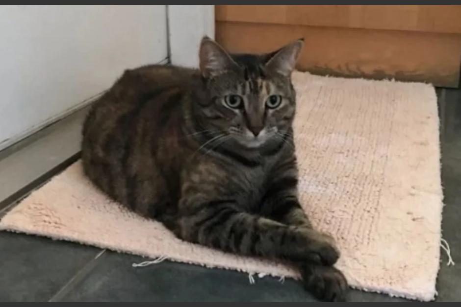 El gato prendi&oacute; la m&uacute;sica durante la madrugada y despert&oacute; a varios vecinos. (Foto: Clar&iacute;n)