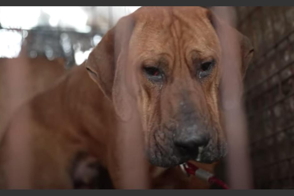 Perrito llora luego de haber sido rescatado de un matadero. (Foto: Captura de pantalla)