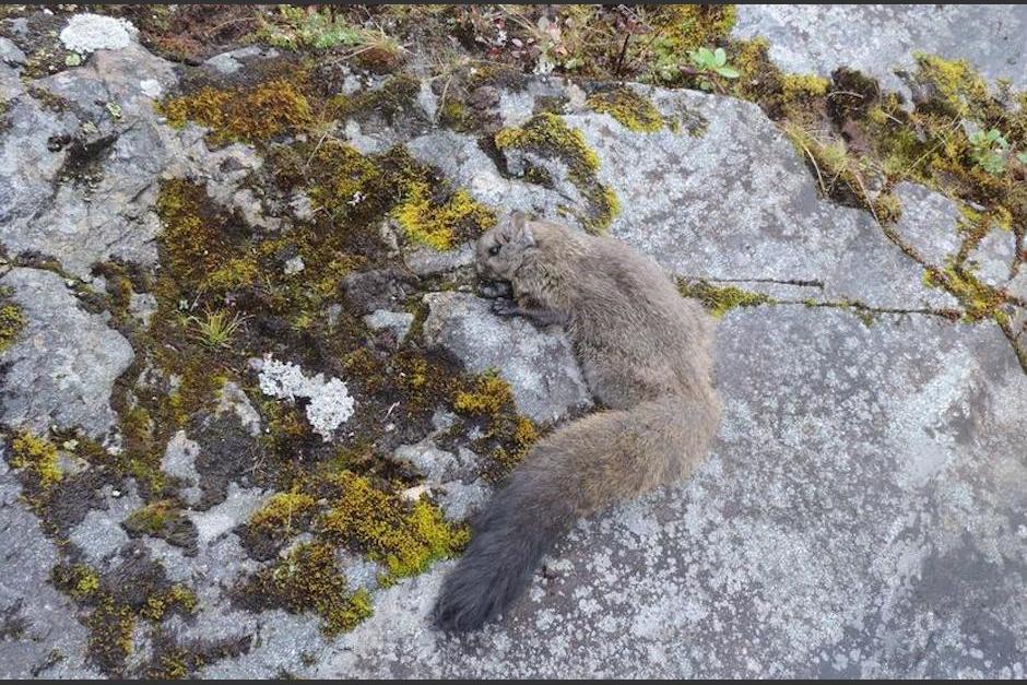 Las dos especies de ardilla voladora se encuentran catalogadas en la lista de peligro de extinci&oacute;n. (Foto:&nbsp;Li Quan)