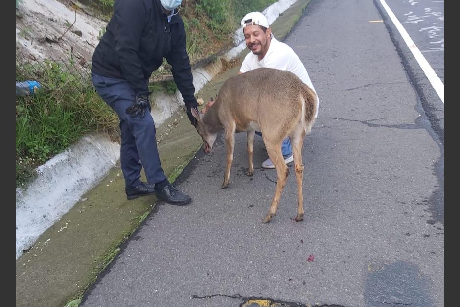 El animal estaba atrapado en un cerco, pero fue asistido por automovilistas para rescatarlo y liberarlo. (Foto: Danny Mazariegos)