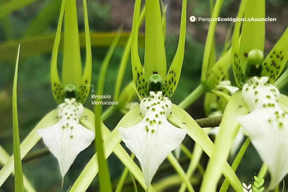 La actividad se realizar&aacute; este jueves 10 de junio en el Parque Ecol&oacute;gico La Asunci&oacute;n. (Fotograf&iacute;a: Soy502)