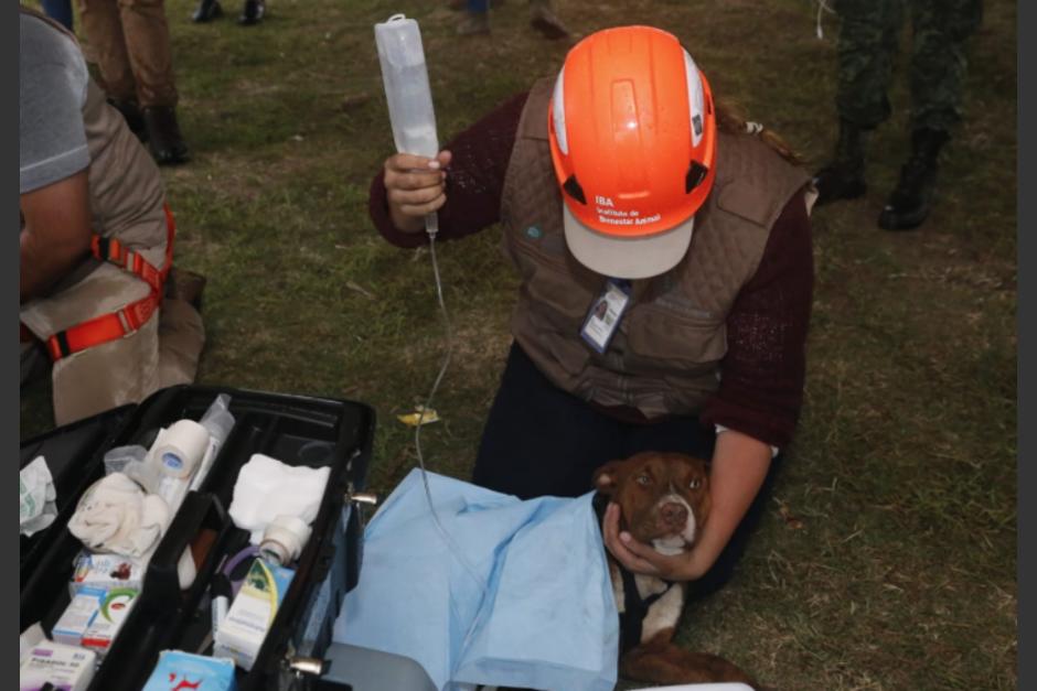 Los perros fueron atendidos por el Instituto de Bienestar Animal. (Foto: Gobierno de Puebla)