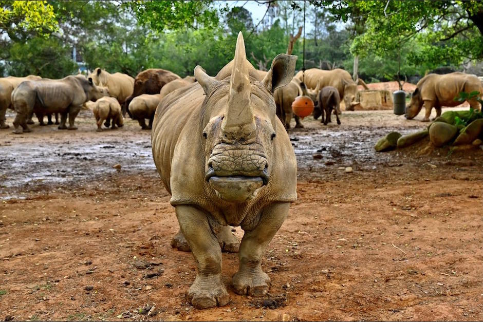 Emma fue elegida entre la manada de 23 rinocerontes del Leofoo Safari Park por su temperamento pacífico y su físico esbelto.(Foto: AFP)