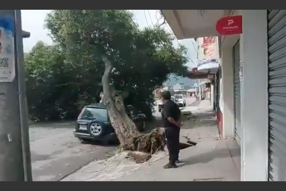 El vehículo recibió el impacto del árbol grande. (Foto: captura de pantalla)