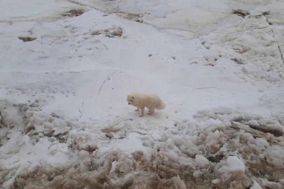 El animal fue encontrado por marineros que se trasladaban en una embarcaci&oacute;n rompehielos. (Foto: Oficial)