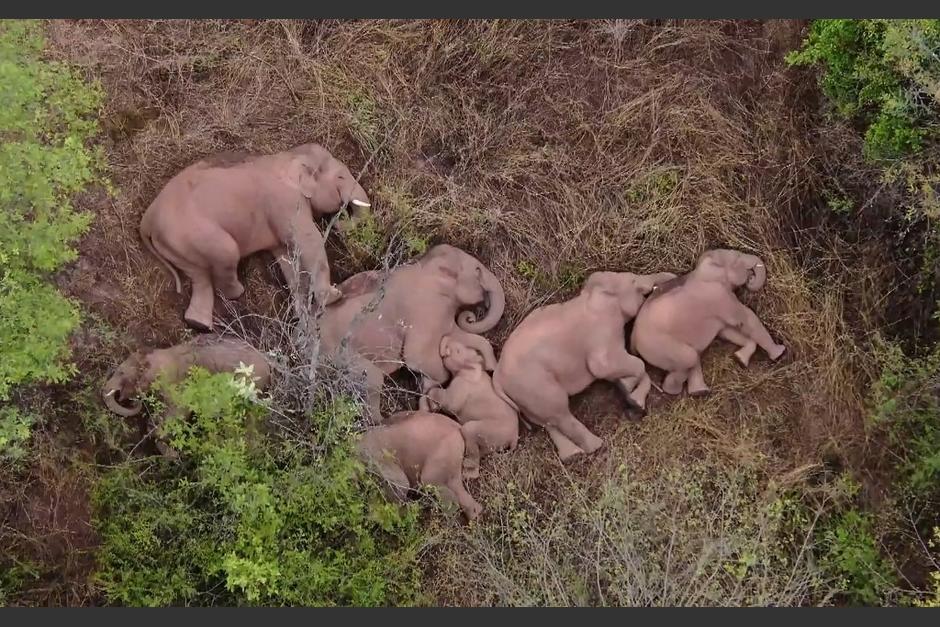 La televisi&oacute;n china monitorea el avance de los elefantes que tratan de esperar a un rezagado del recorrido. (Foto: AFP)