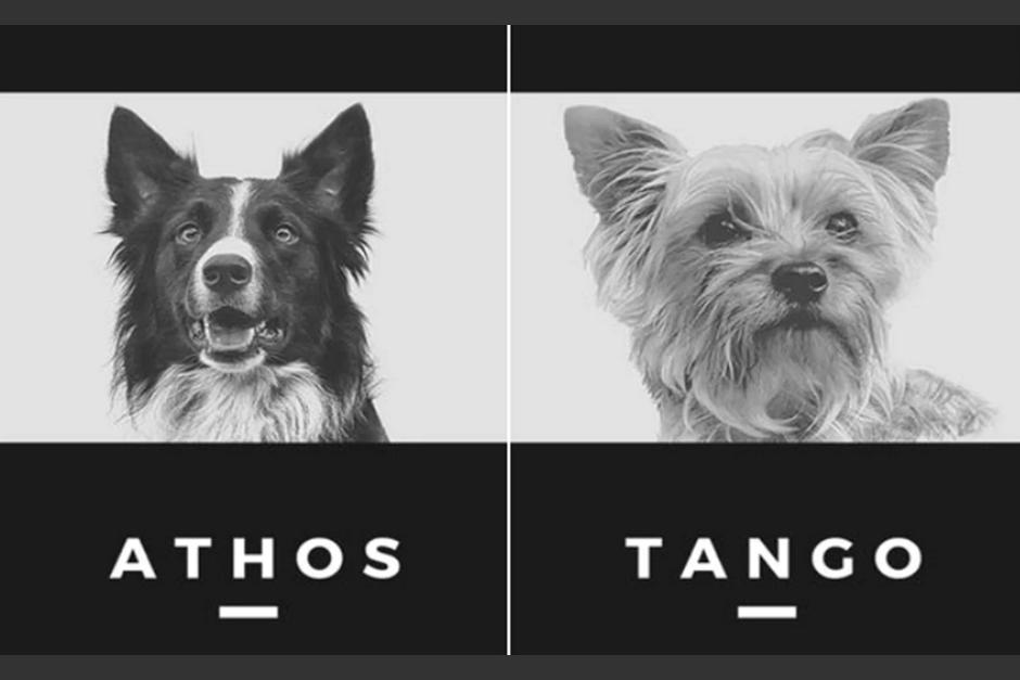 Uno de los perros estuvo en Guatemala en labores de rescate. (Foto: Vanguardia.com.mx)&nbsp;