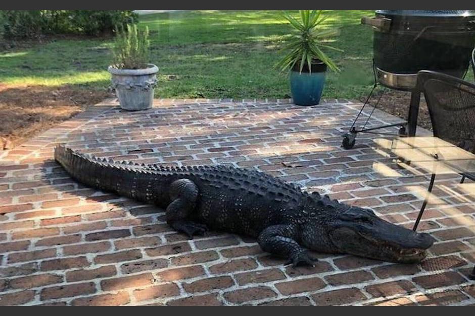 Un caimán visitó a una familia en Florida. (Foto: Cuballama)