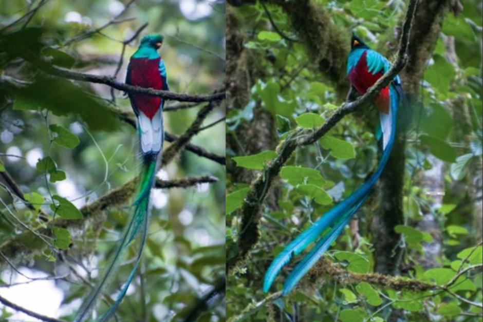 Imágenes del Quetzal captadas bajo la lente de Christian Hartmann. (Foto: Christian Hartmann)