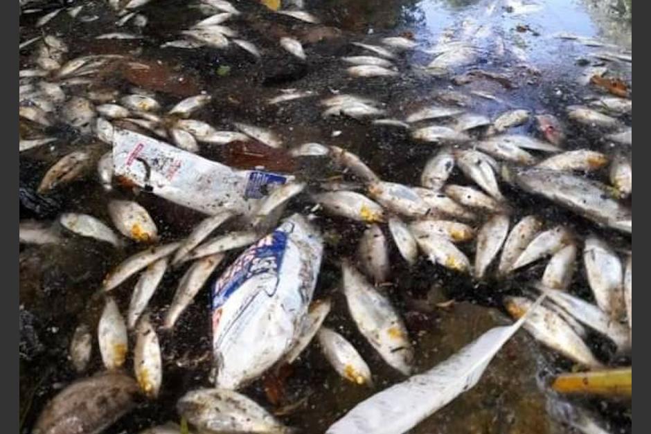Miles de peces muertos aparecieron muertos en la laguna de Sayaxch&eacute;, Pet&eacute;n. (Foto: Telenoticias de Pet&eacute;n)