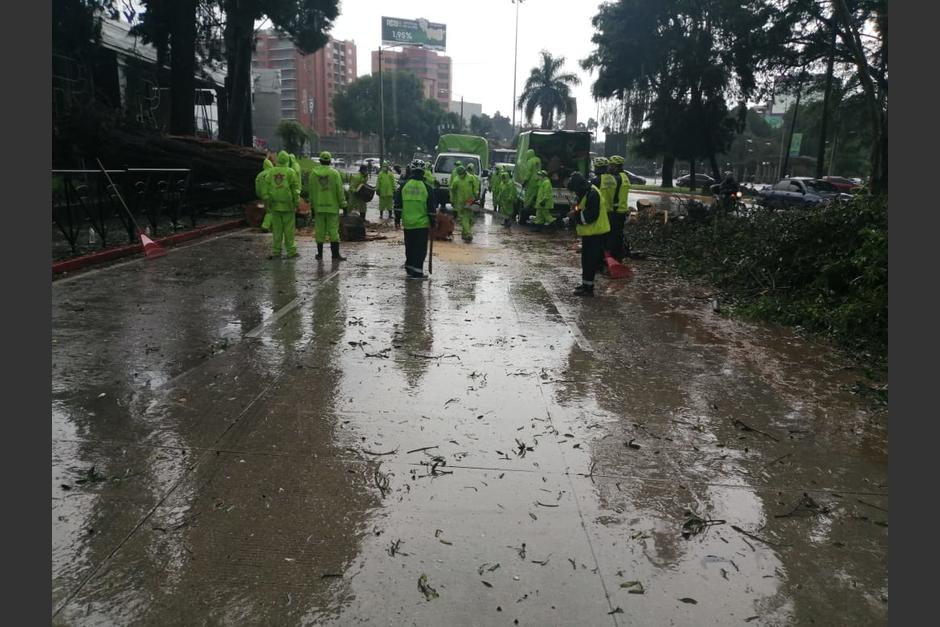 Personal de Conred y de la municipalidad retiraron los árboles que cayeron en las calles de la zona 10 a causa de las lluvias. (Foto: Conred)