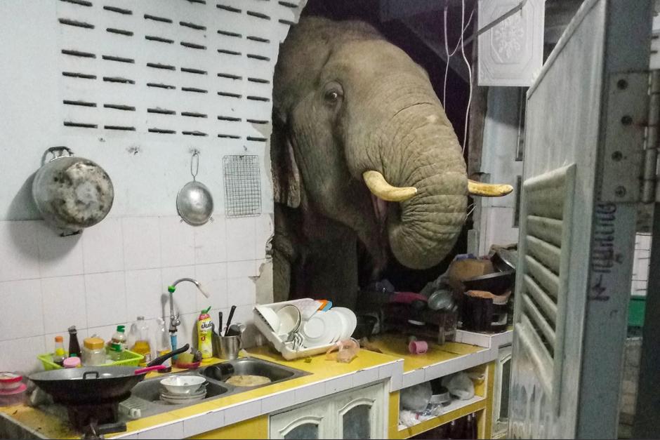 El elefante se empe&ntilde;a en regresar a la misma casa en busca de alimentos. (Foto: AFP)