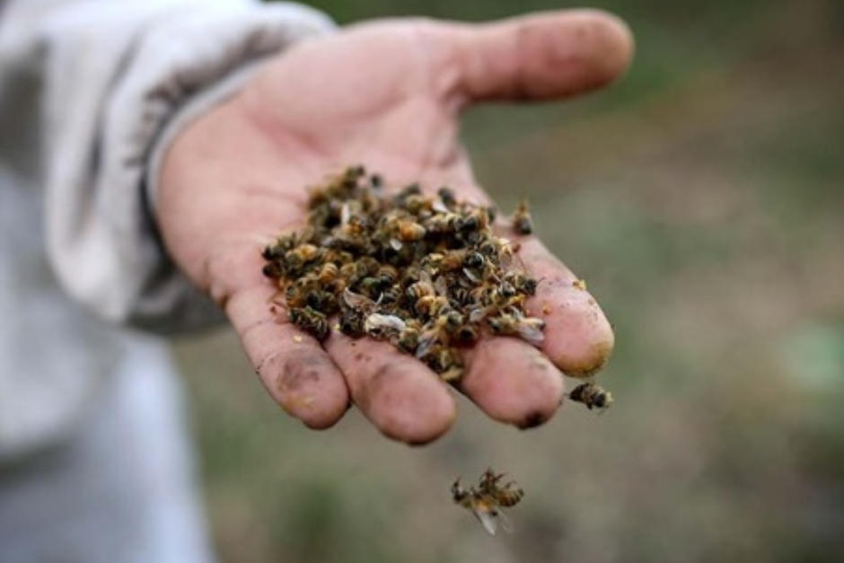 Más de un millón de abejas fueron envenenadas en Bee Cabañas, Antigua Guatemala. (Foto: Bee Cabañas oficial)