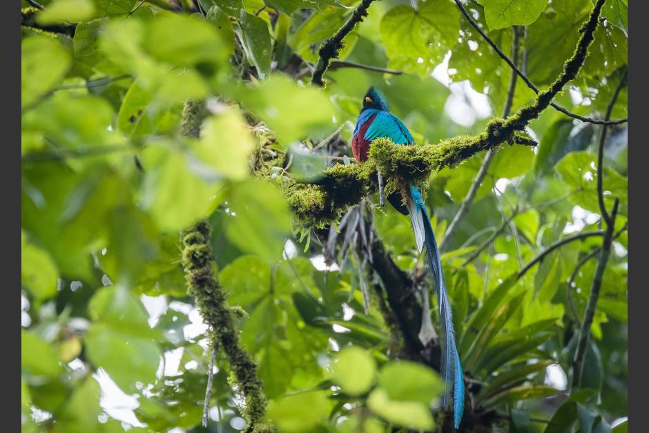 Nacen polluelos de Quetzal en un nido artificial colocado por guarda recursos del CONAP. (Foto: CONAP)