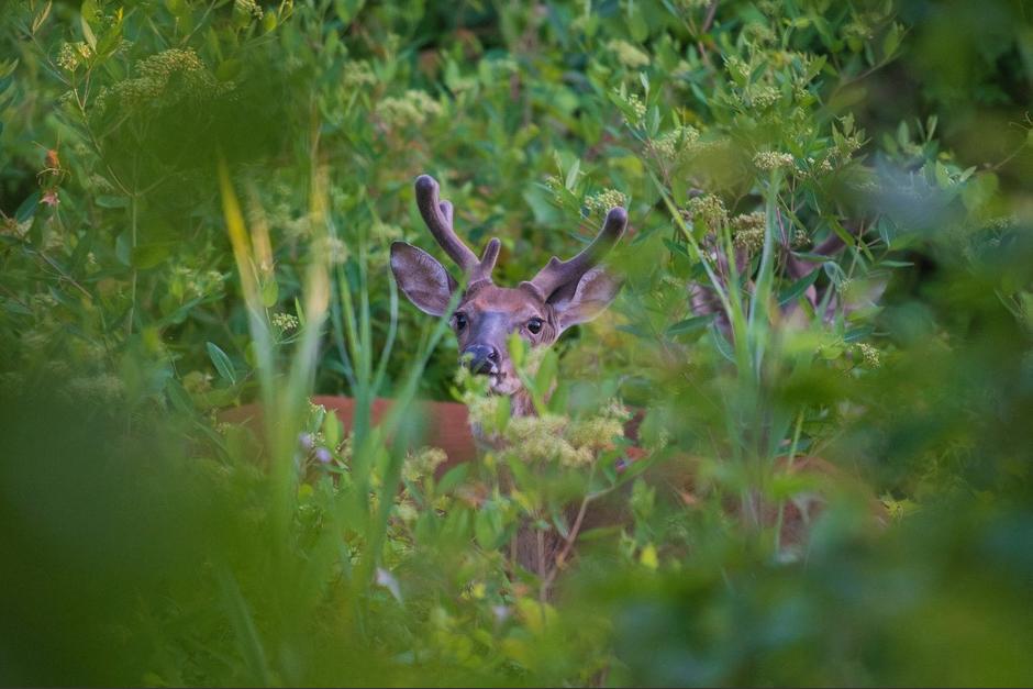La especie fue descubierta por primera vez en los bosques cercanos de Vietnam y Laos en 1994.&nbsp; (Foto: AFP)