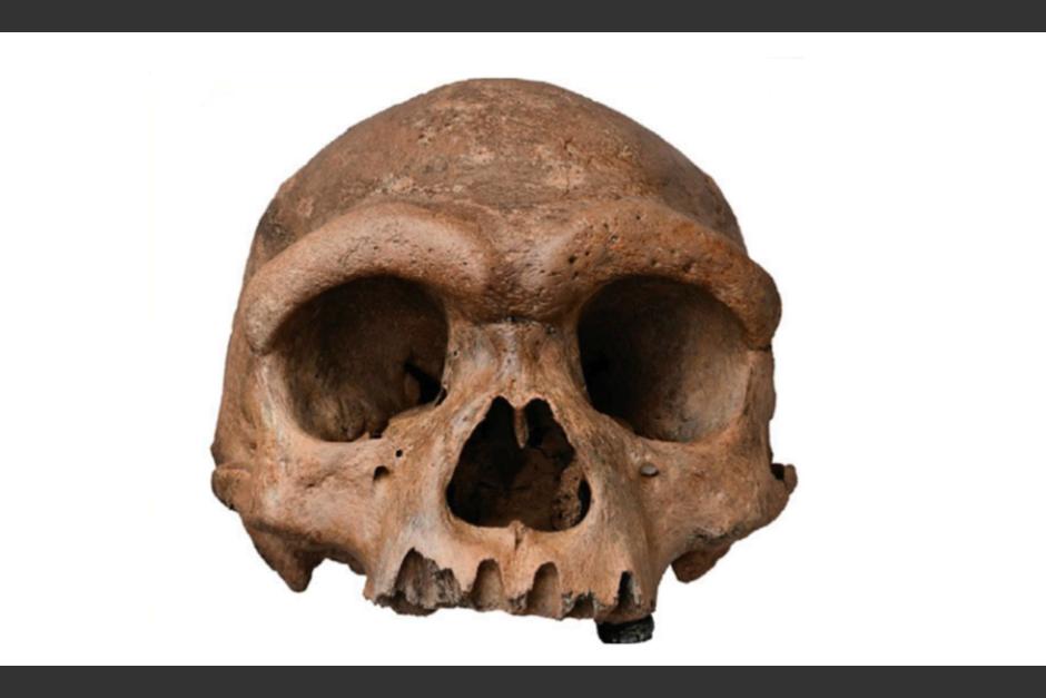 El hallazgo supone un cambio en el &aacute;rbol geneal&oacute;gico de la actual humanidad. (Foto:&nbsp;CELL)