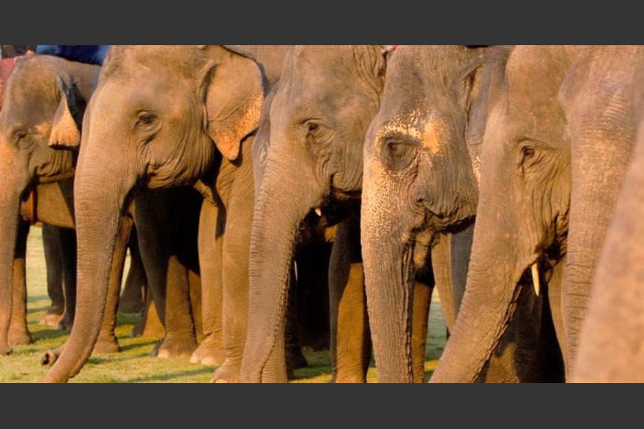 Desde que se origin&oacute; el desplazamiento de la manada de elefantes, han inrrumpido en ciudades de China en busca de alimentos. (Foto: Getty Images)