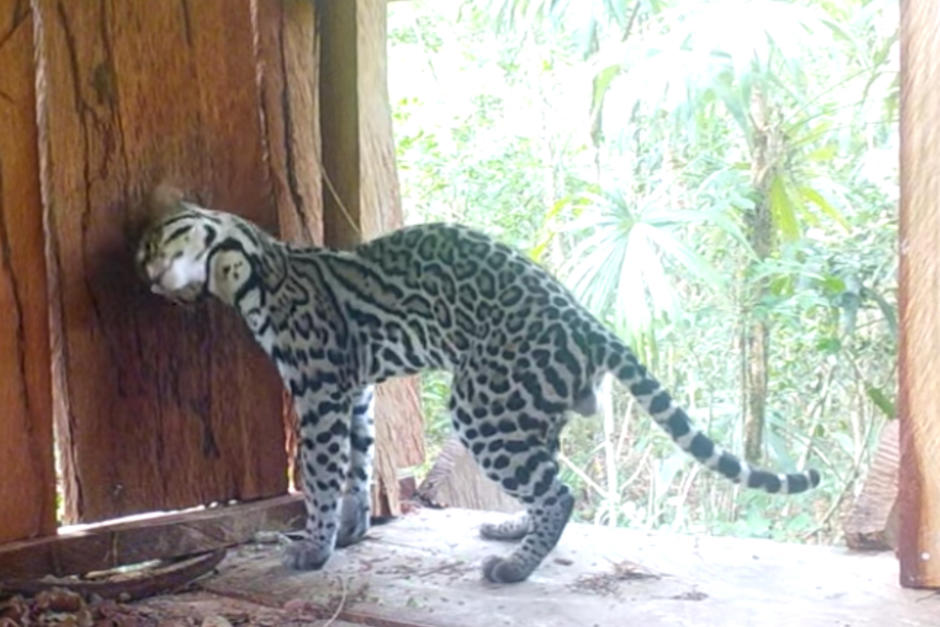 Ocelotes se apropian de un observatorio de especies dentro de la Biosfera Maya. (Foto: Cámara Trampa/Francisco Asturias)