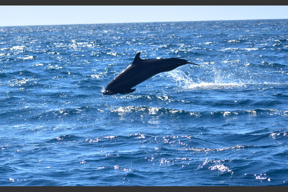 Lo delfines son habitantes regulares en las aguas del Pacífico. (Foto: Fredy Hernández/Soy502)