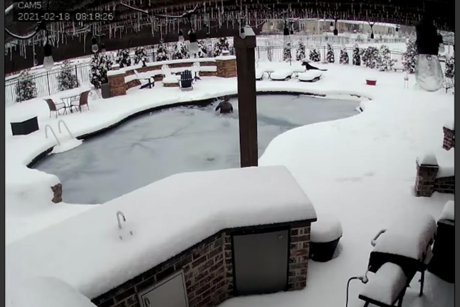 La mujer, al ver que su mascota se ahogaba, se tiró a la piscina de agua congelada. (Foto: Captura de Pantalla)