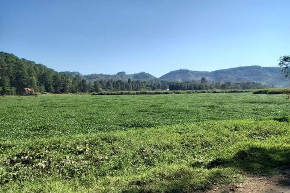 Vista de la Laguna de Chichoj, San Crist&oacute;bal Verapaz, cubierta por ninfa acu&aacute;tica. (Foto: Facebook, Meteorolog&iacute;a GT)&nbsp;