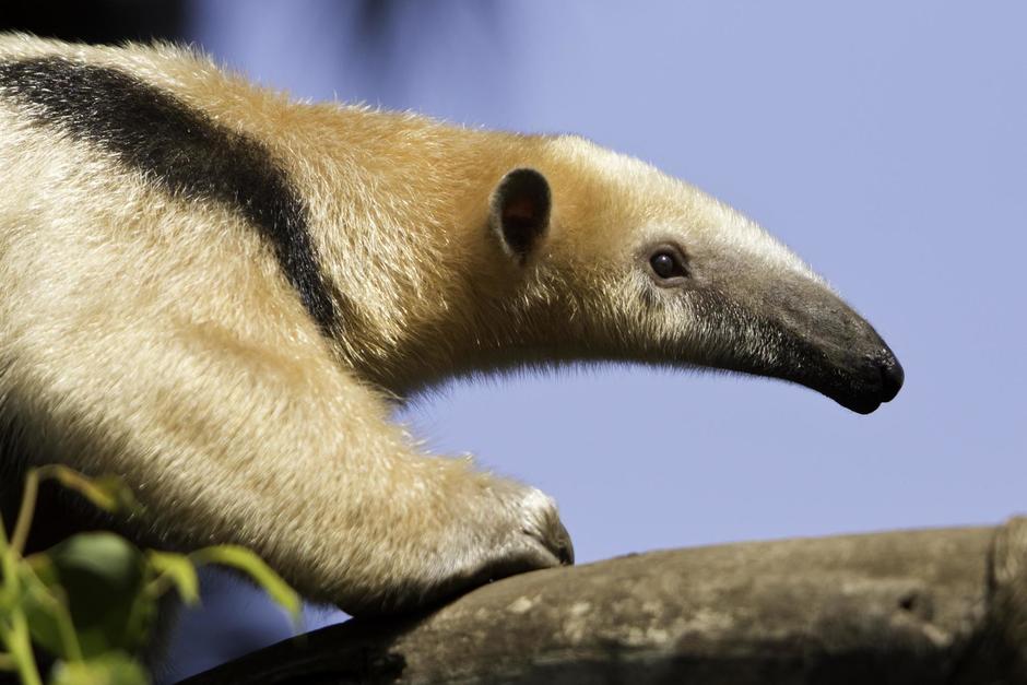 La PNC rescat&oacute; de una vivienda a un oso hormiguero, especie en peligro de extinci&oacute;n. (Foto: Shutterstock)&nbsp;