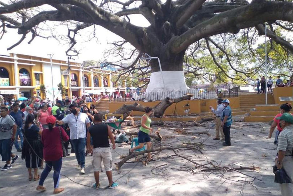 El personal de la Municipalidad verificar&aacute; si m&aacute;s ramas de esta ceiba est&aacute;n en riesgo de caer. (Foto: Info Pal&iacute;n/Facebook)