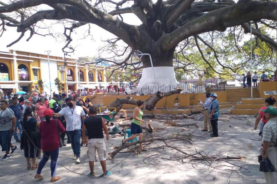 El personal de la Municipalidad verificará si más ramas de esta ceiba están en riesgo de caer. (Foto: Info Palín/Facebook)