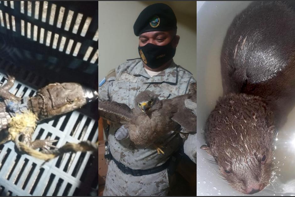 Un caim&aacute;n, una gavilancillo y una nutria fueron rescatados en diferentes hechos. (Foto: PNC)