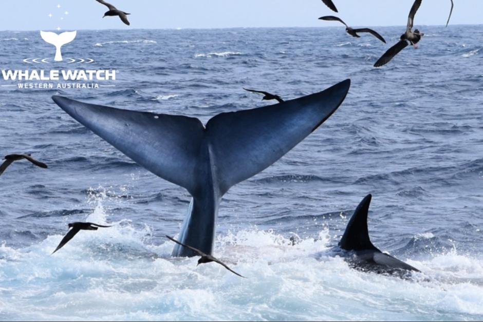 La ballena azul es vista por última vez antes de ceder a los ataques de las orcas asesinas. (Foto: Whale Watch Australia)