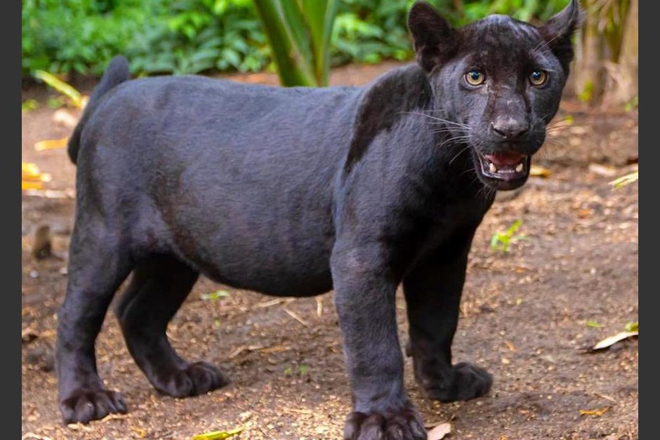 Nashira es una jaguar mel&aacute;nica que reci&eacute;n lleg&oacute; al parque de la ciudad de Guatemala. (Foto:&nbsp;FAMPhoto)