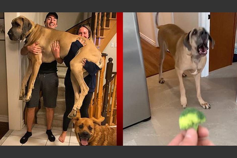 El perro guardi&aacute;n que le teme al br&oacute;coli se hizo tan popular luego de que sus due&ntilde;os grabaran sus reacciones. (Foto: NRT M&eacute;xico)