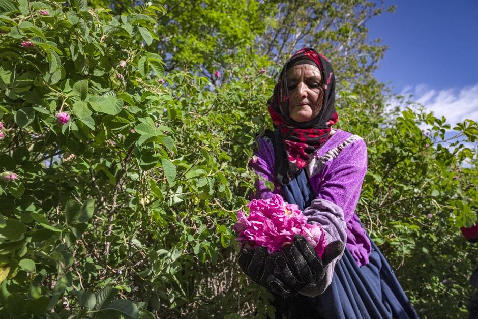 El objetivo de las recolectoras es obtener una etiqueta ecol&oacute;gica para todo el valle, con el fin de valorizar sus rosas en un mercado dominado por Bulgaria y Turqu&iacute;a. (Foto: AFP)