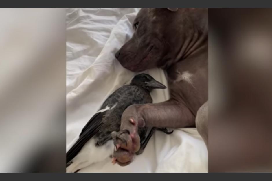 En un video que se hizo viral se observa como un perro y una urraca duermen acurrucados. (Foto: captura de pantalla)