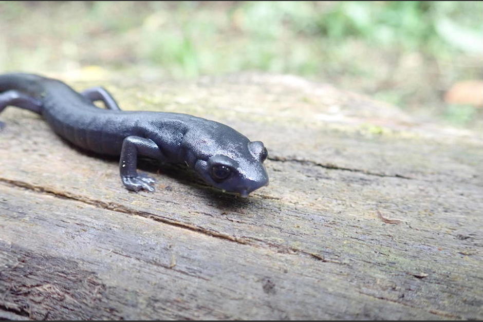 La salamandra qeqom ya fue oficializada como una nueva especie encontrada en Guatemala. (Foto: Daniel Ariano)