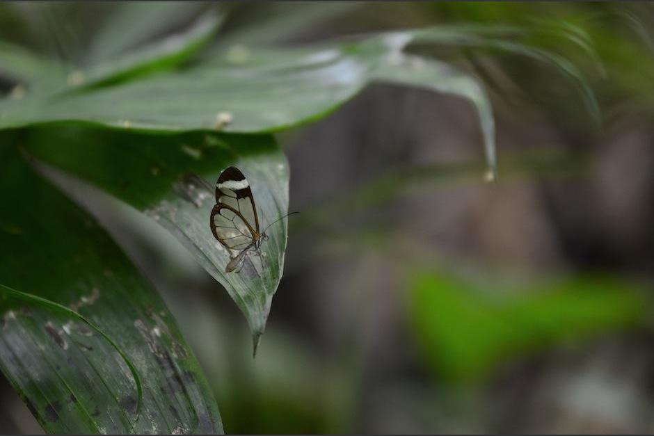 Esta exótica mariposa es nativa de Guatemala. (Foto: Selene Mejía/Soy502)