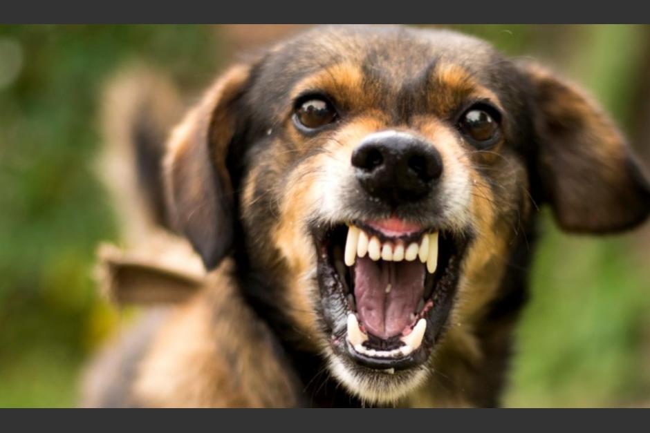 La mascota de una familia reaccionó agresiva contra un menor de 3 años. (Foto: Shutterstock)