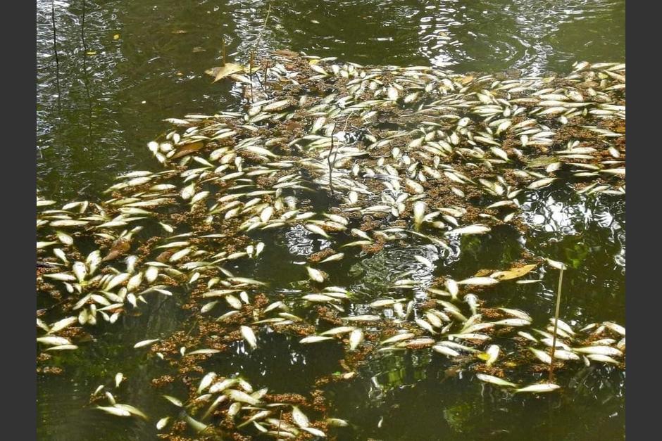 Cientos de peces aparecieron muertos en los afluentes naturales del Biotopo Dos Lagunas, en Flores, Pet&eacute;n. (Foto: Cortes&iacute;a)