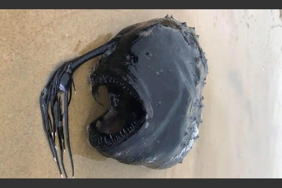 El extra&ntilde;o pez bal&oacute;n lleg&oacute; desde la profundidad hacia una playa de California. (Foto:&nbsp;Ben Estes)