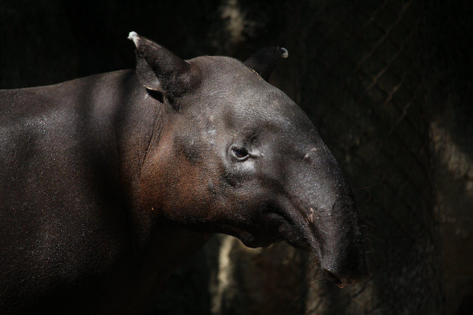 Un tapir fue captado mientras recorría la Biosfera Maya. (Foto: Pexels)
