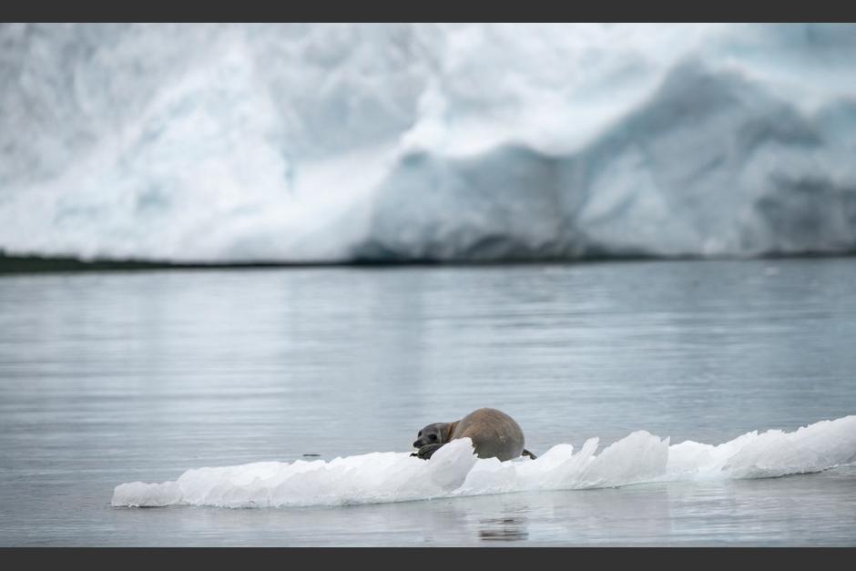 El mayor iceberg del mundo, de superficie similar a la isla espa&ntilde;ola de Mallorca, se separ&oacute; esta semana del oeste de la Ant&aacute;rtida.&nbsp;(Foto: AFP)