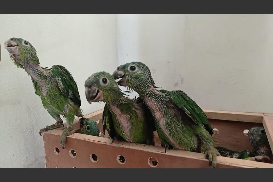 Algunos de los loros localizados son polluelos y est&aacute;n desarrollando su plumaje. (Foto: PNC)