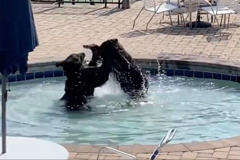 Los osos negros invadieron el área de descanso para refrescarse y disfrutar del agua. (Captura Video)