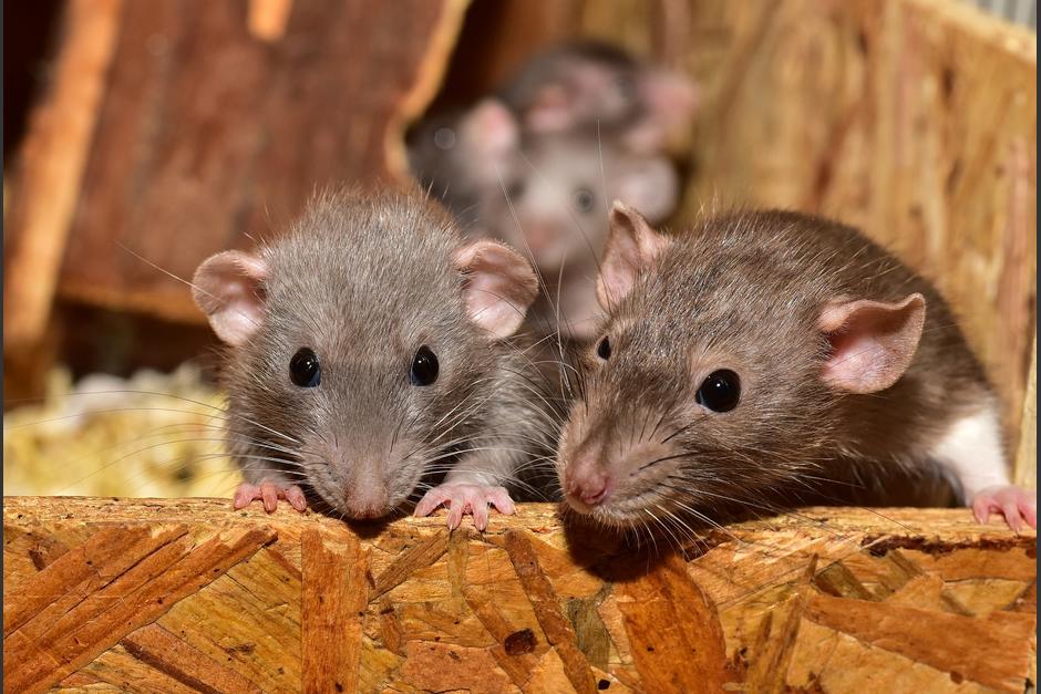 Los roedores han acabado con cultivos y han provocado una crisis de salud mental entre los pobladores de Nueva Gales del Sur. (Foto: Pixabay)