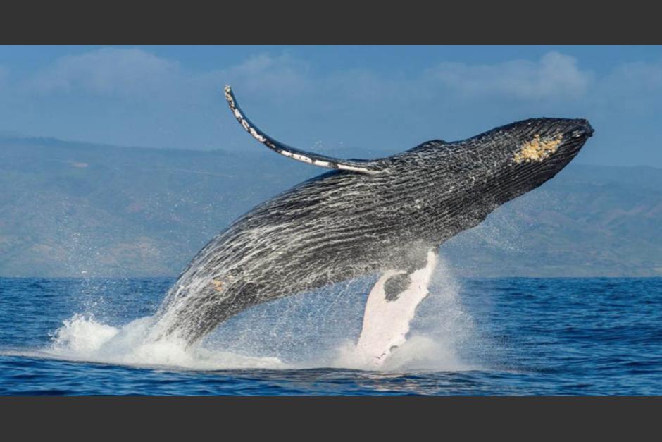 La voracidad de las&nbsp;ballenas&nbsp;es&nbsp;tres veces&nbsp;mayor&nbsp;de lo que se&nbsp;creía, según un estudio que indica el papel&nbsp;esencial&nbsp;de estos animales. (Foto ilustrativa:&nbsp;www.ngenespanol.com)