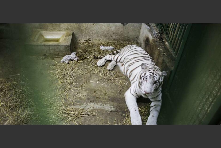 Tres&nbsp;tigres&nbsp;blancos&nbsp;nacieron en cautiverio en el Zoológico de&nbsp;Nicaragua, donde son alimentados con el calostro de una&nbsp;cabra&nbsp;recién parida. (Foto: AFP)