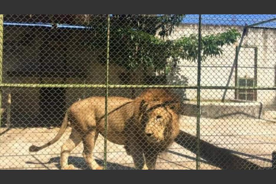 Un león escapó de un turicentro en el Chal Petén y mató a un vecino del lugar. (Foto: redes sociales)