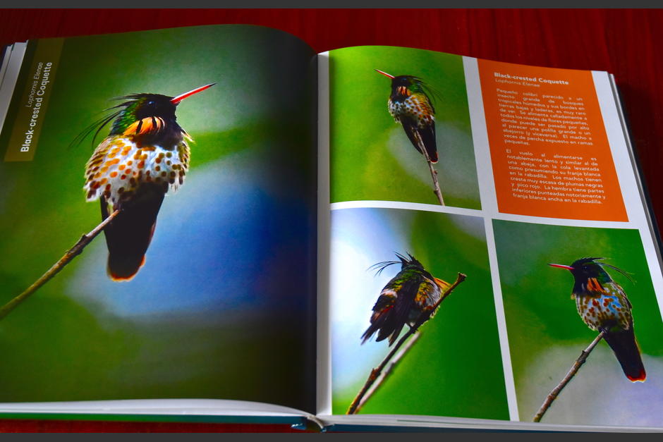 El libro es un recorrido a la naturaleza a trav&eacute;s de las p&aacute;ginas de "Colibr&iacute;es de Guatemala". (Foto: Fredy Hern&aacute;ndez/Soy502)
