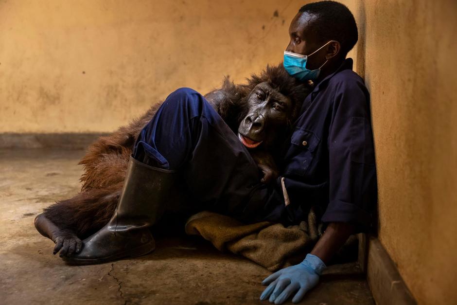 La gorila Ndakasi muri&oacute; en los brazos de su cuidador y la imagen rompe el coraz&oacute;n del mundo. (Foto:&nbsp;Virunga National Park)