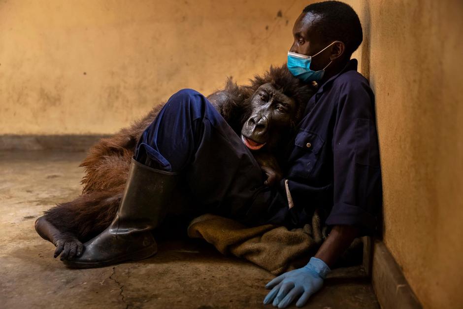 La gorila Ndakasi murió en los brazos de su cuidador y la imagen rompe el corazón del mundo. (Foto:&nbsp;Virunga National Park)